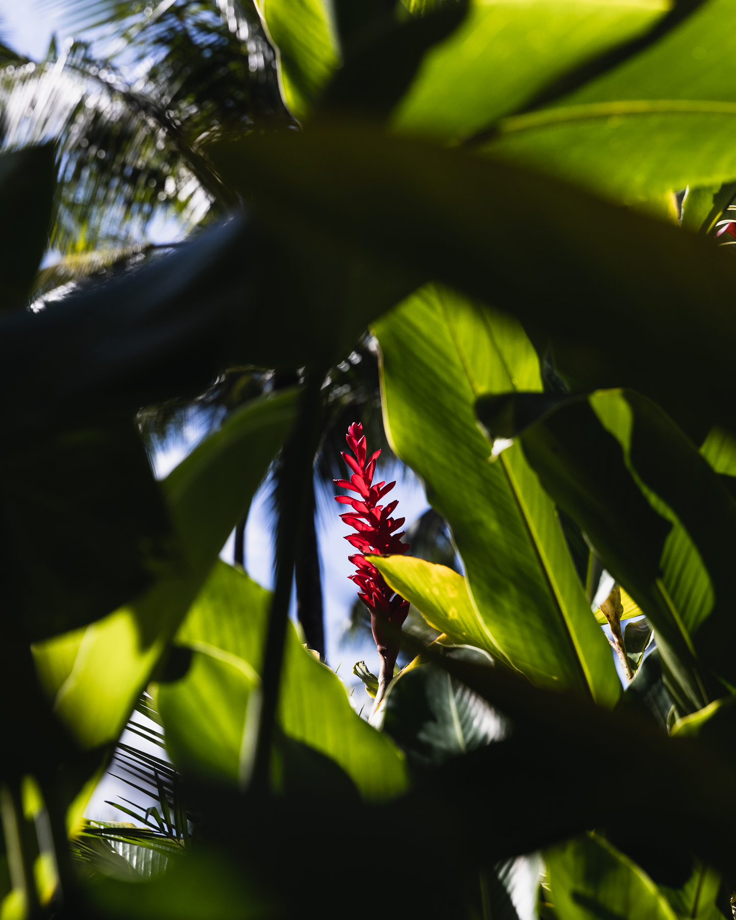 Duer_Kauai_-4555